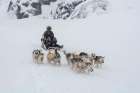A dog sled during a snow storm Ilulissat-Greenland Art Print